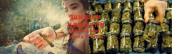 сатива Аркадак