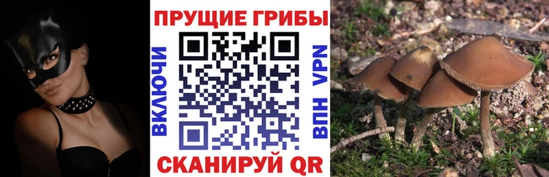 купить закладку  Вяземский  shop Telegram  Галлюциногенные грибы Psilocybe 